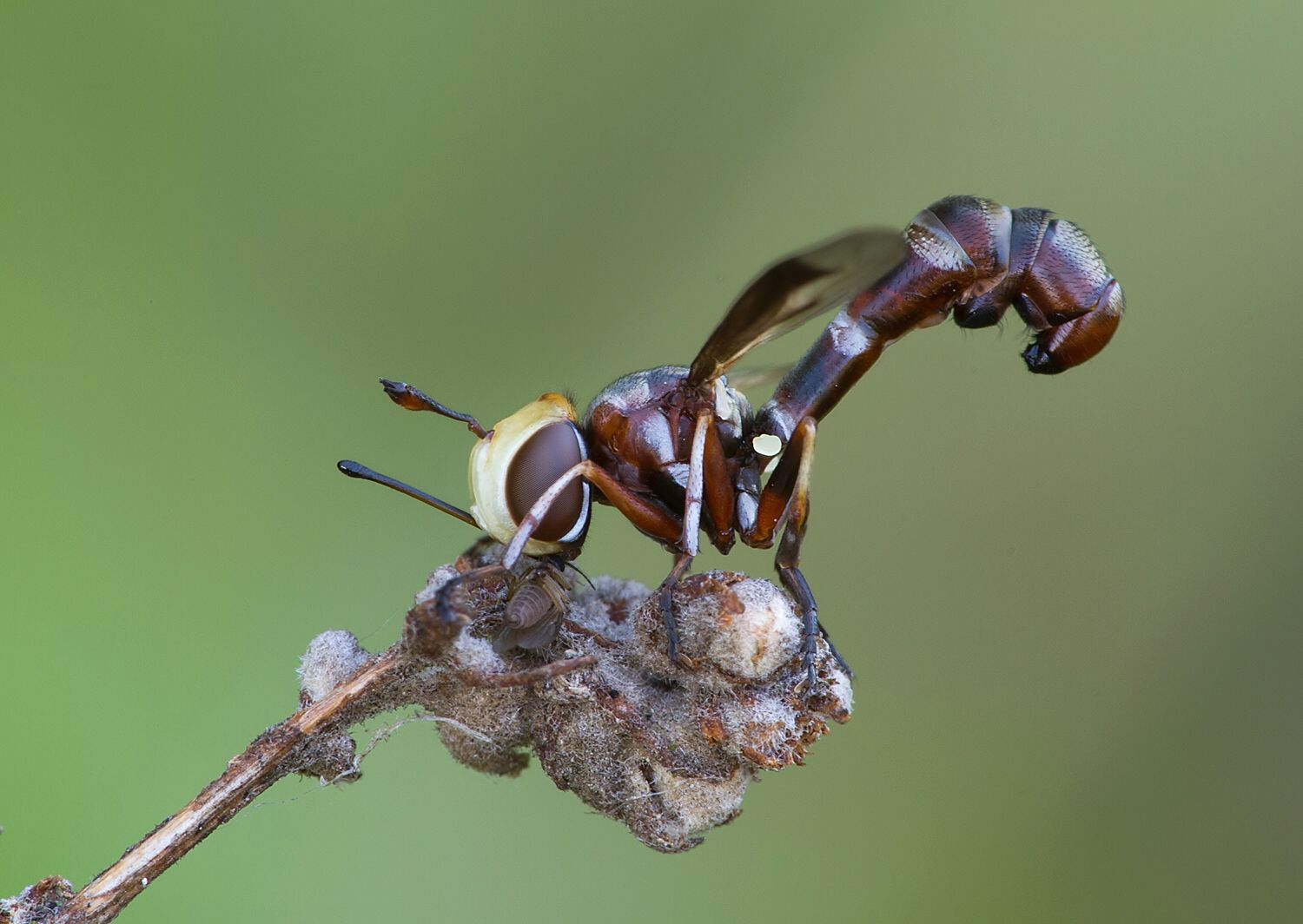 Physocephala chrysorrhoea