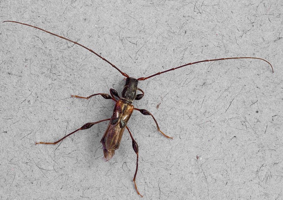 Molorchus minor