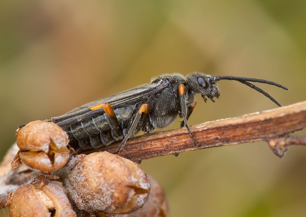 Dolerus puncticollis