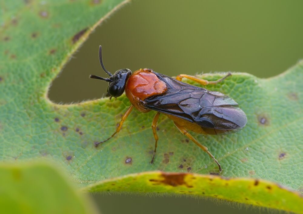 Sterictiphora angelicae