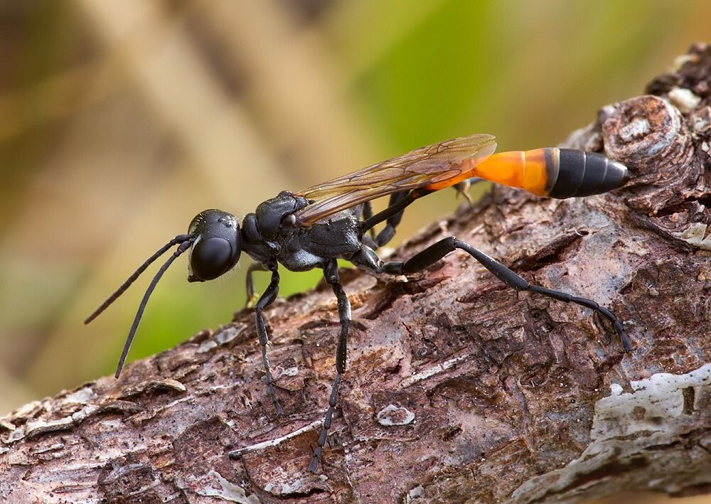 Ammophila campestris