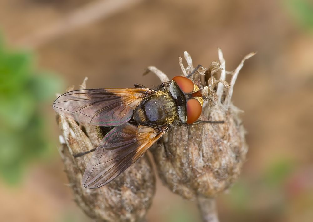 Ectophasia crassipennis