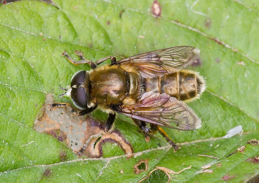 Merodon aeneus