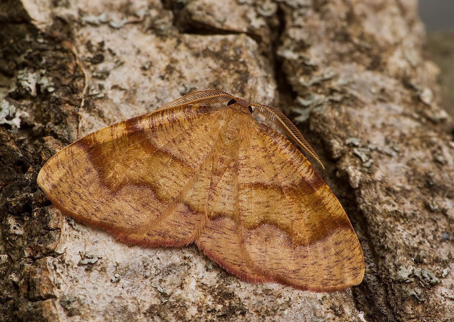Plagodis pulveraria