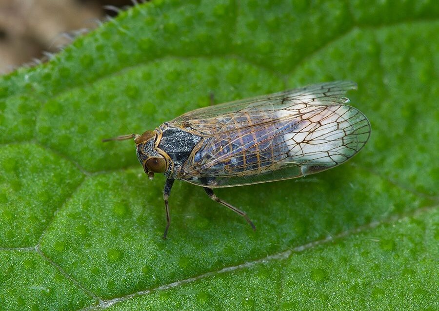 Reptalus panzeri