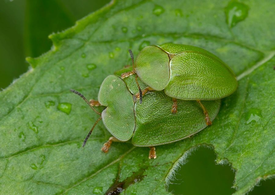 Cassida viridis