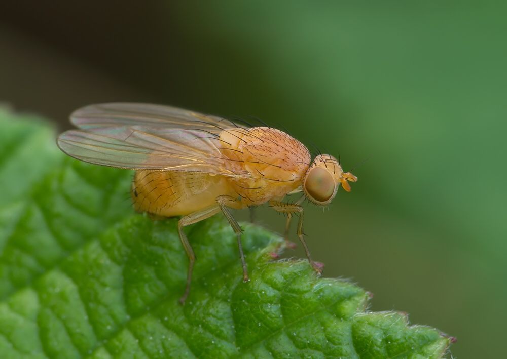 Sapromyzosoma quadricincta
