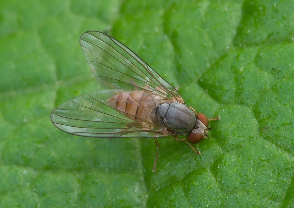 Protoclythia modesta