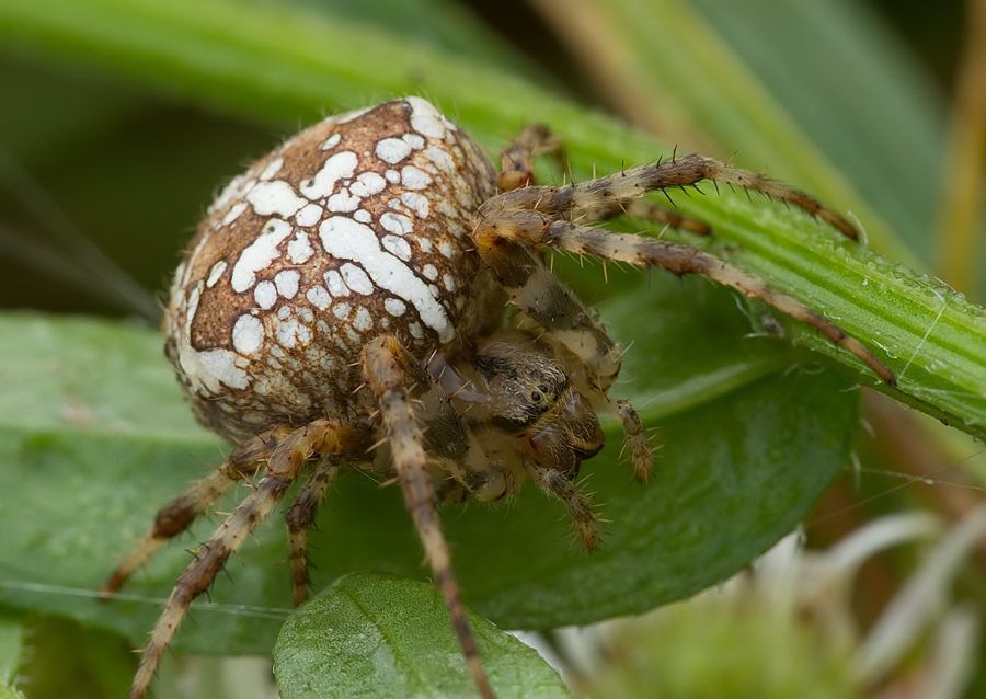 Araneus diadematus