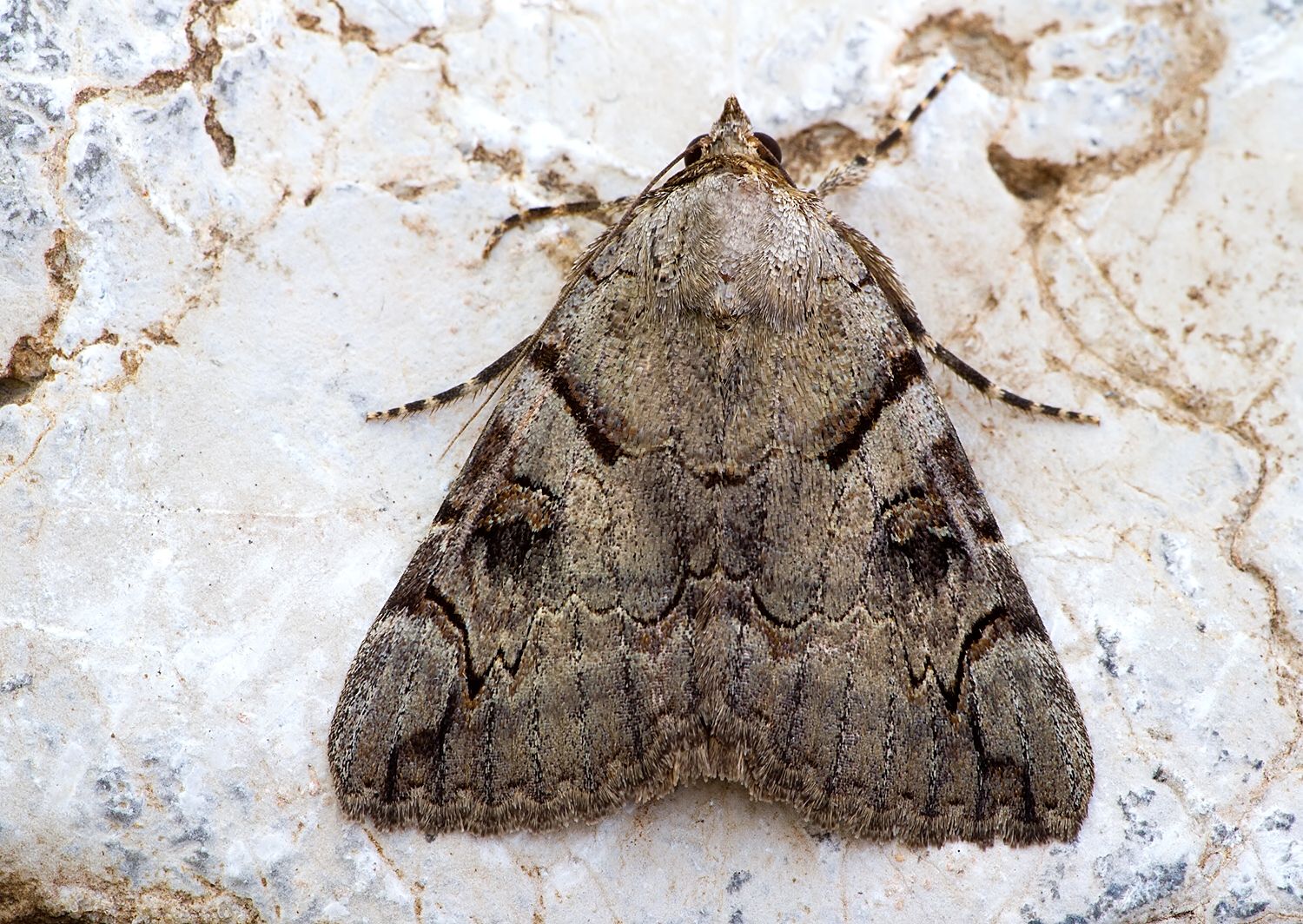 Catocala hymenaea