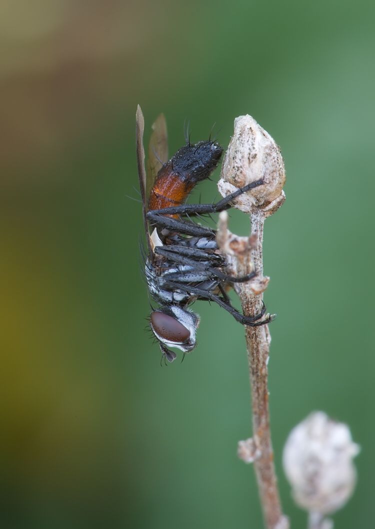 Cylindromyia pusilla