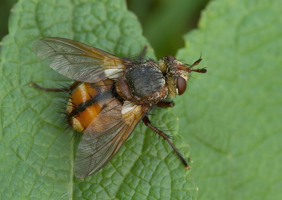 Tachina magnicornis