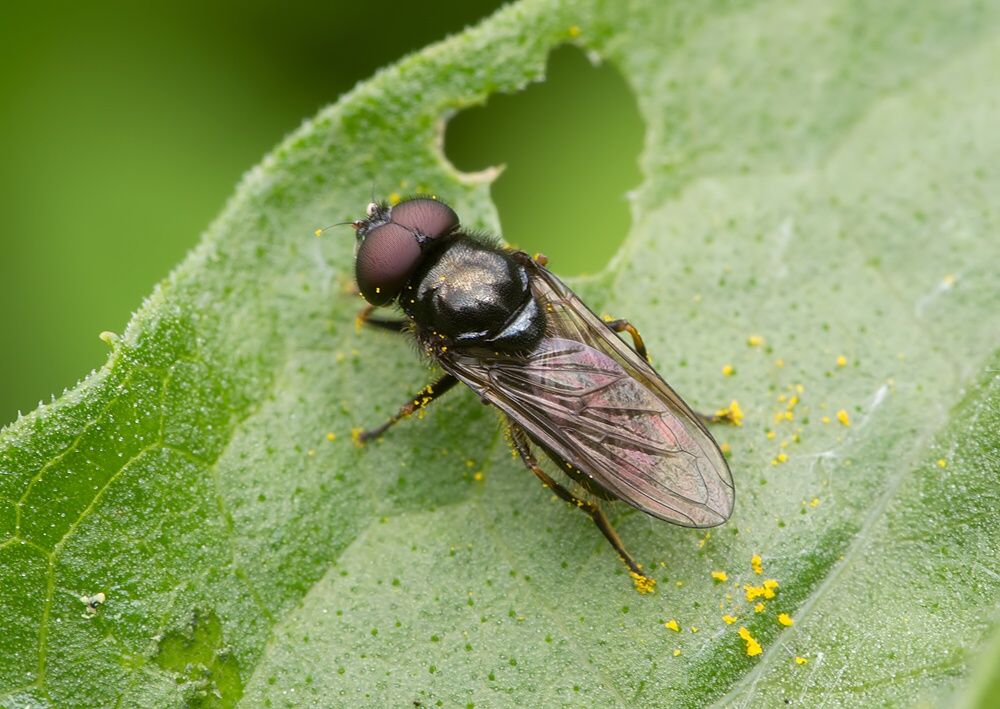 Cheilosia mutabilis cf.