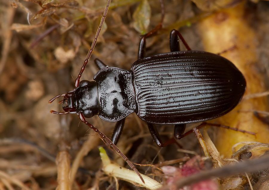 Nebria brevicollis