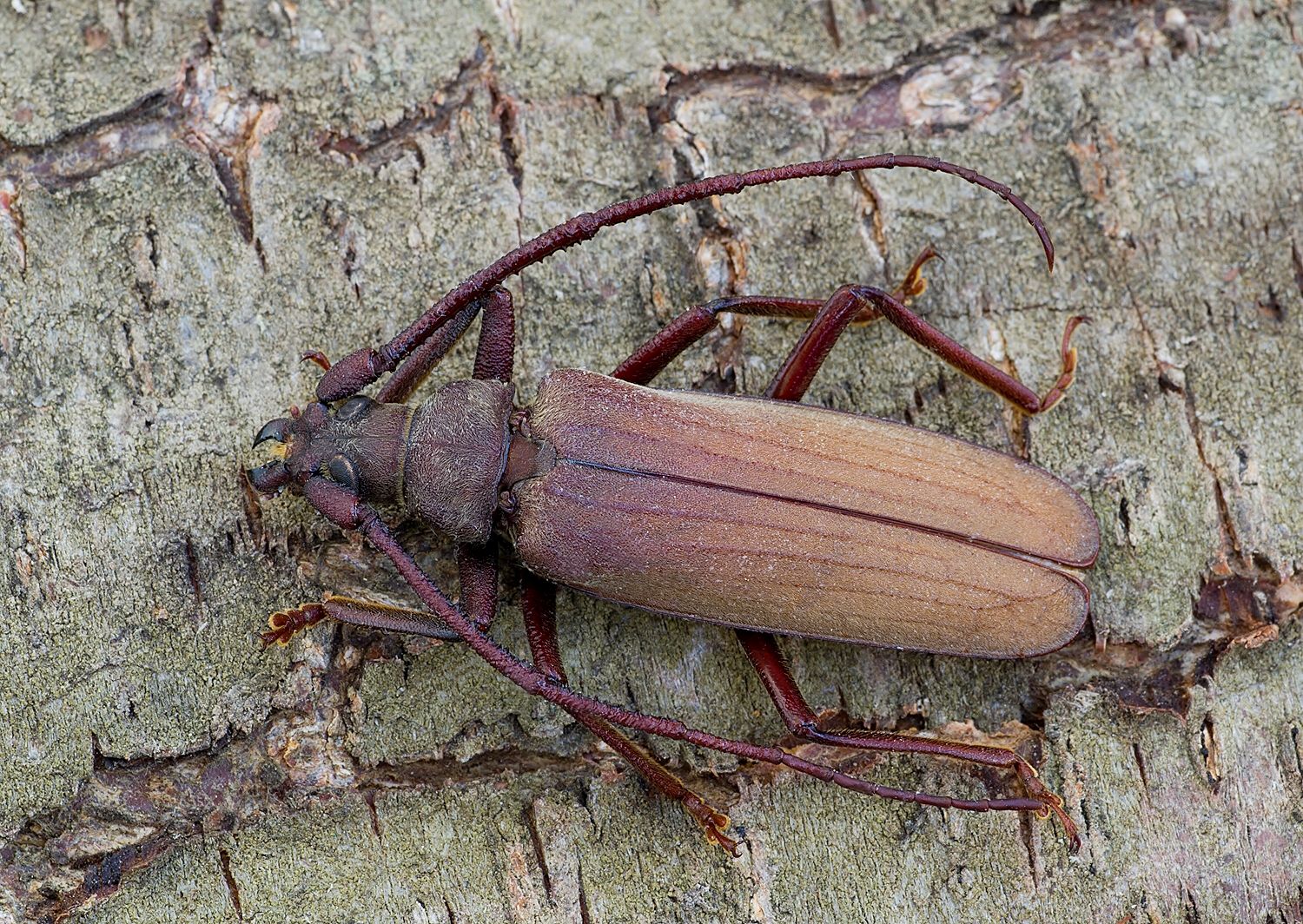 Aegosoma scabricorne