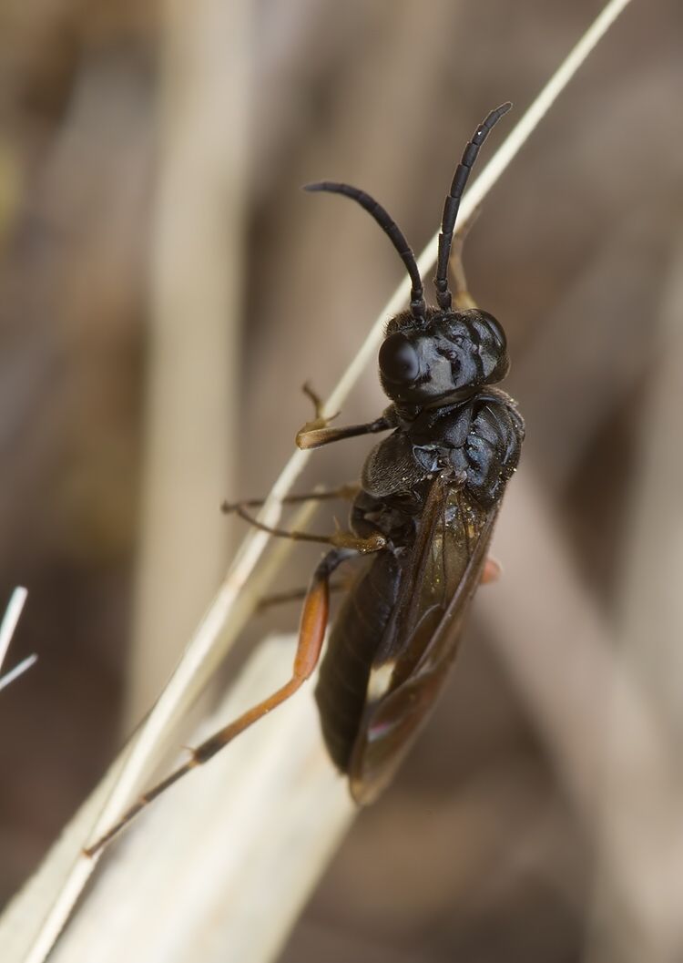 Allantus melanarius