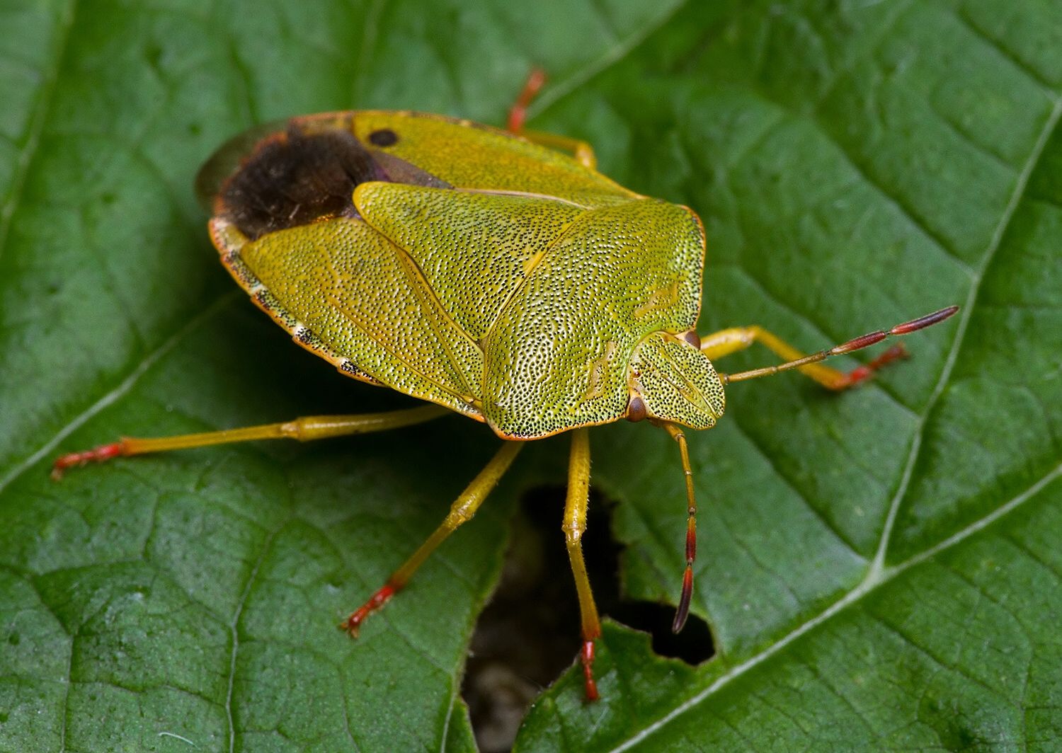Palomena prasina