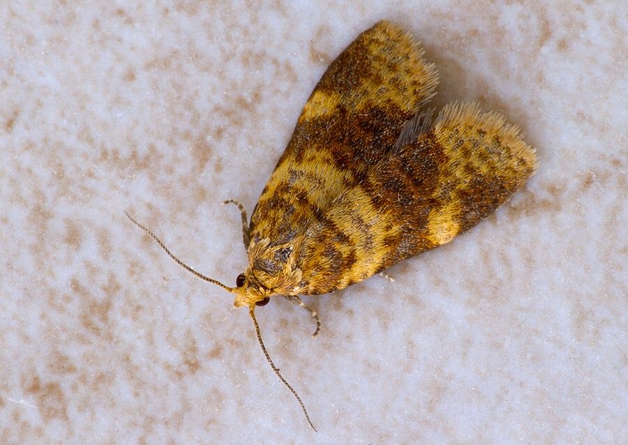 Epagoge grotiana