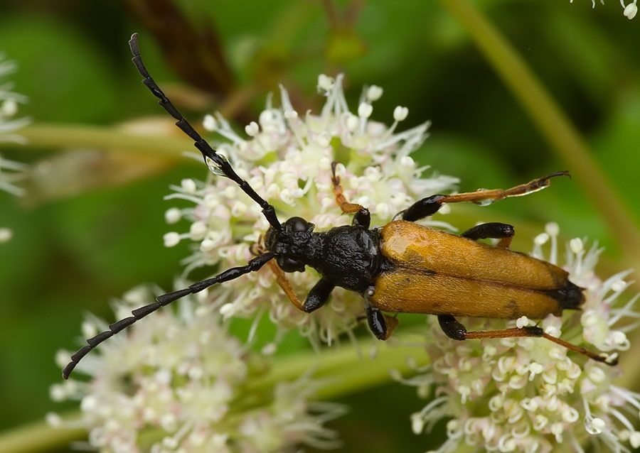 Stictoleptura rubra