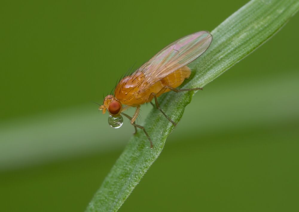 Meiosimyza laeta