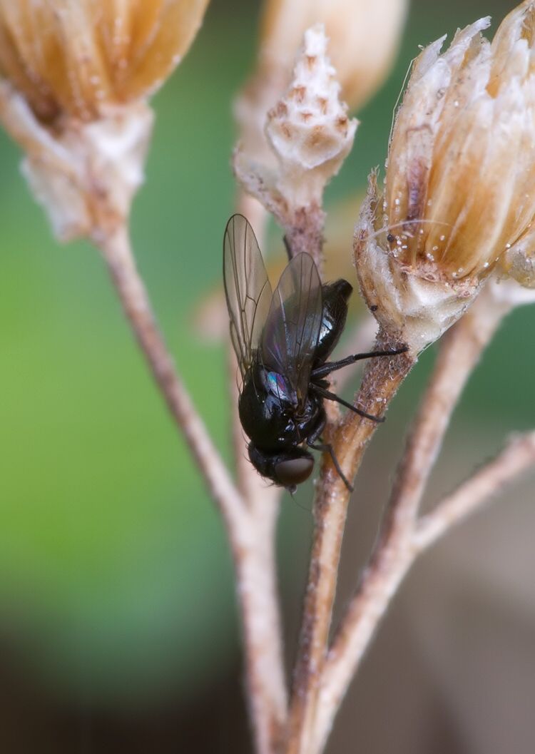 Ophiomyia nasuta