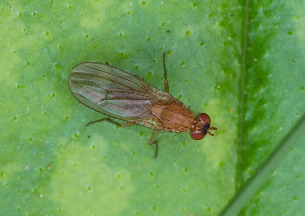 Suillia bicolor