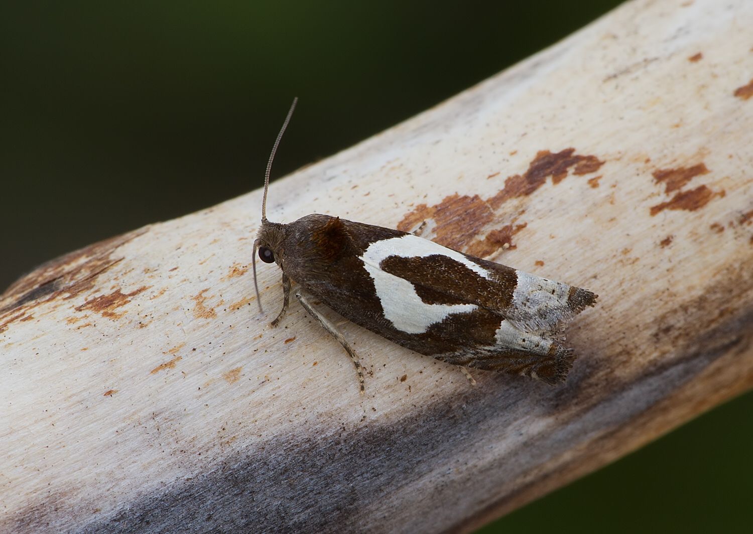 Epiblema foenella
