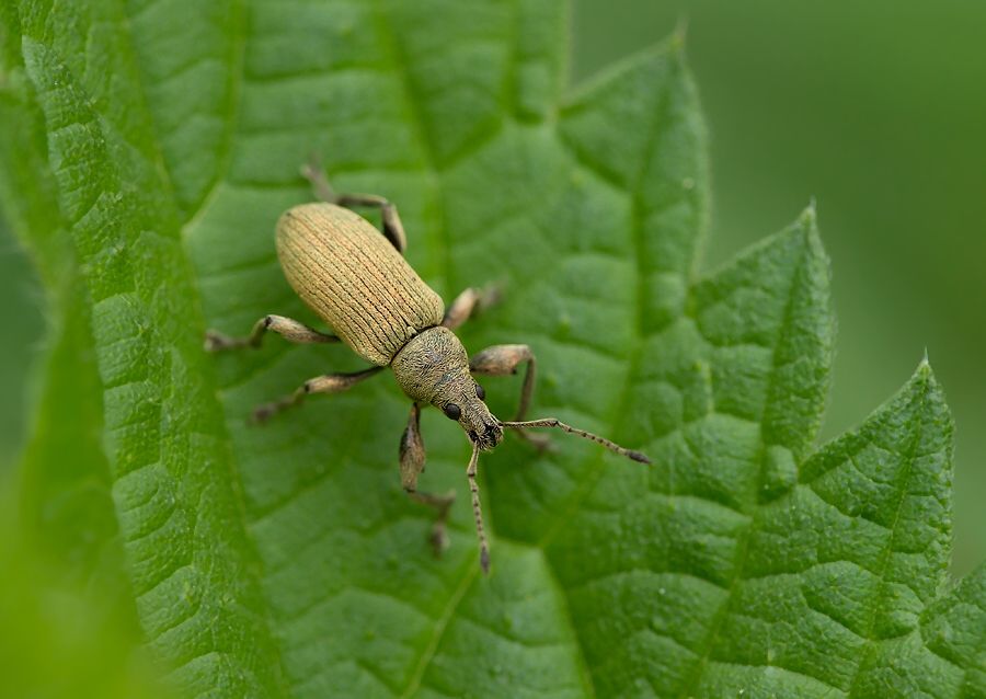 Phyllobius sp.