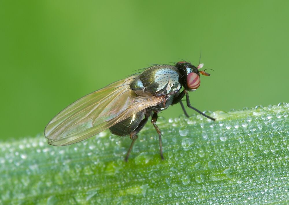 Calliopum simillimum