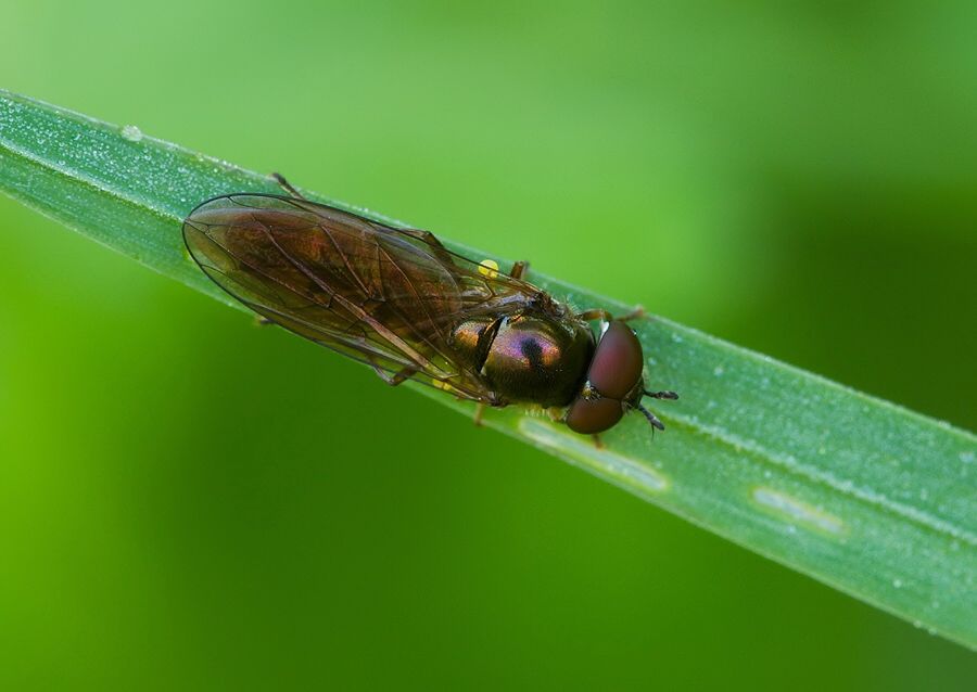 Platycheirus scutatus