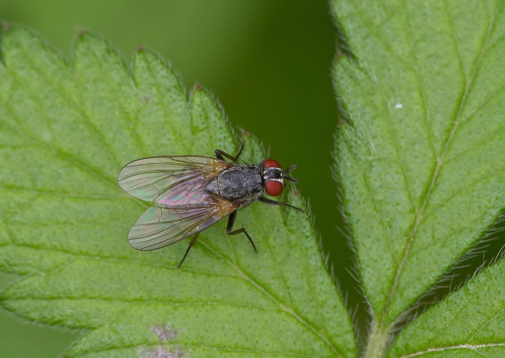Emmesomyia socia