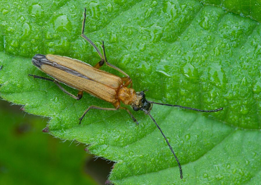 Oedemera podagrariae