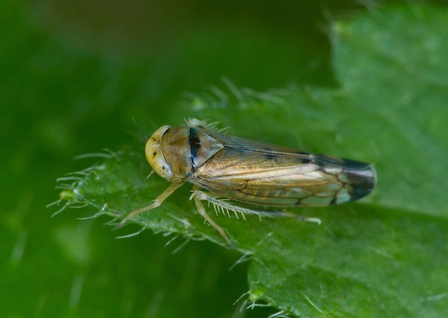 Anoplotettix fuscovenosus cf.