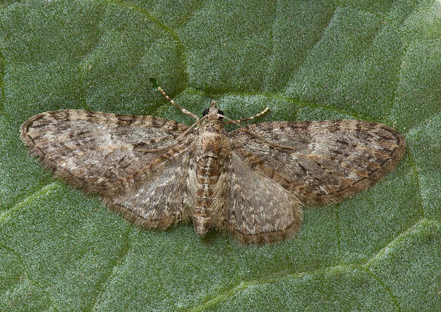Eupithecia abbreviata