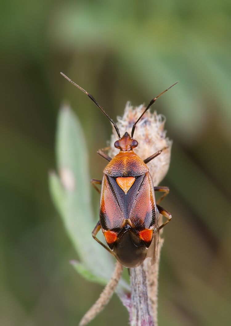 Deraeocoris ruber