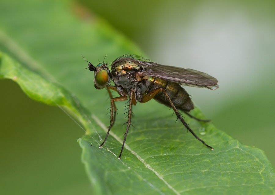 Dolichopus ungulatus
