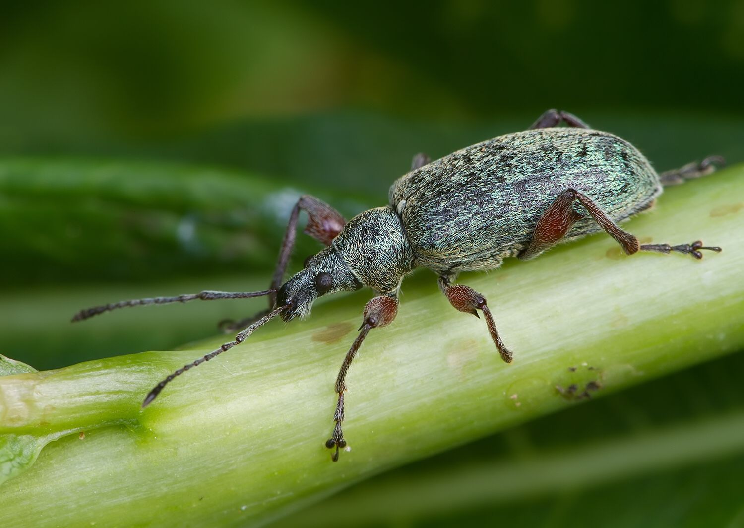 Phyllobius glaucus