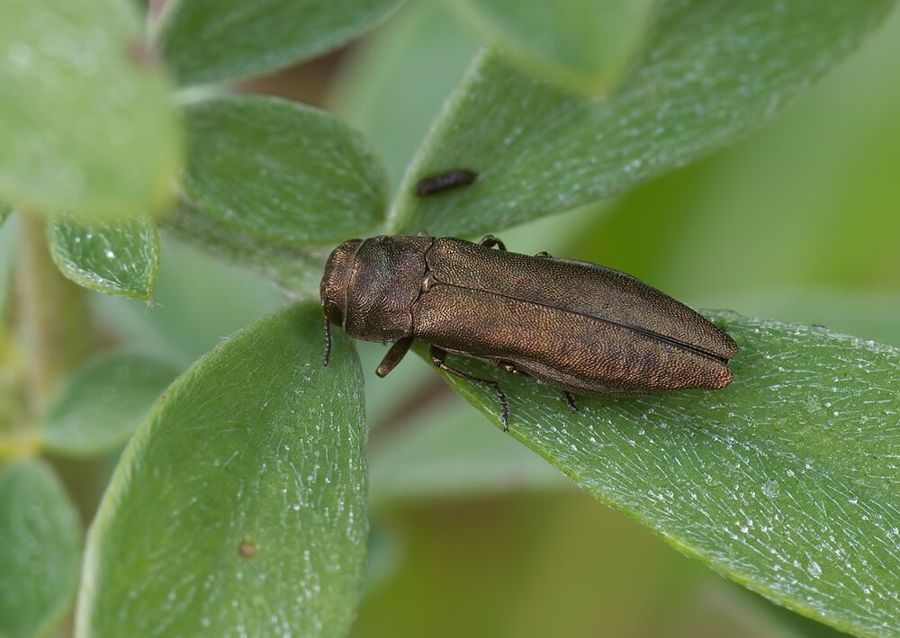 Agrilus croaticus cf.