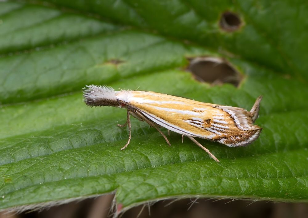 Holoscolia huebneri
