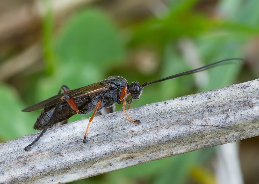 Braconidae