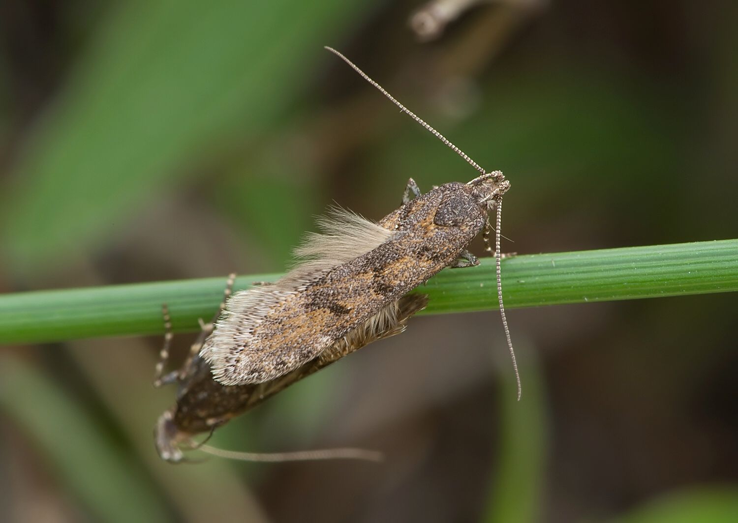 Prolita solutella