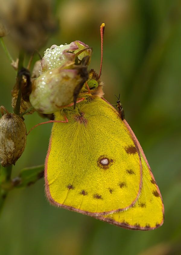Colias alfacariensis