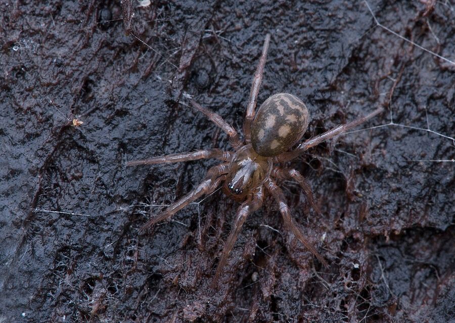 Cybaeus angustiarum