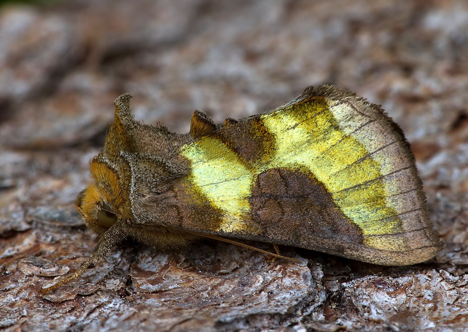 Diachrysia stenochrysis