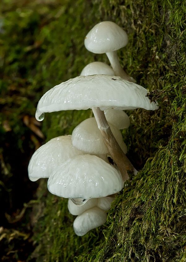 Oudemansiella mucida (sliznačka obyčajná)