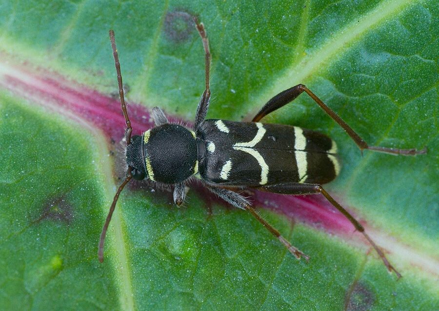 Clytus lama