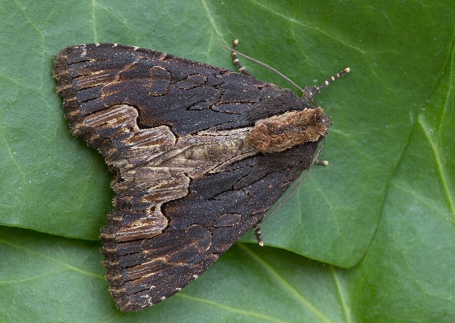 Dypterygia scabriuscula