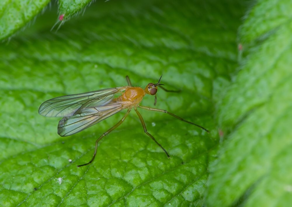 Empis lutea