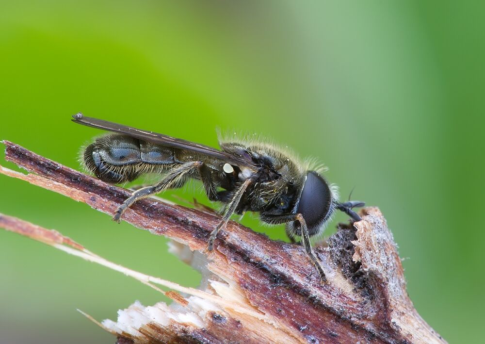 Paragus tibialis