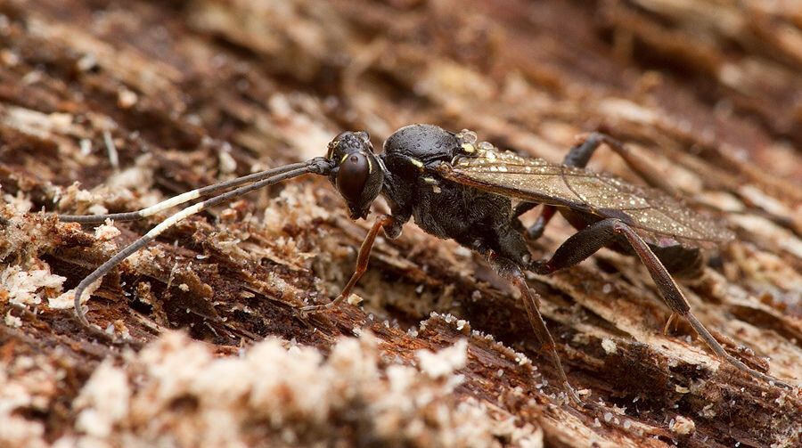 Virgichneumon callicerus cf.